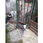 Cuccioli di Amstaff blu e Bianco e Nero - Foto n. 5