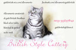Gattini British Shorthair Black Silver Tabby - Maggio - Foto n. 10