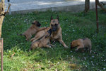 Cuccioli di Pastore Belga Malinois - Foto n. 2