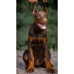 Cucciolo di Dobermann - Foto n. 3