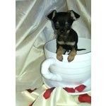 Chihuahua Cuccioli Disponibili - Foto n. 3
