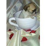 Chihuahua Cuccioli Disponibili - Foto n. 5