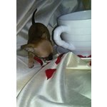 Chihuahua Cuccioli Disponibili - Foto n. 7