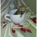 Chihuahua Cuccioli Disponibili - Foto n. 8
