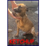 Ketchup Cucciolo 5 mesi in Canile Senza aver Fatto male a Nessuno - Foto n. 1