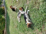 Cuccioli Beagle Tricolore - Foto n. 2