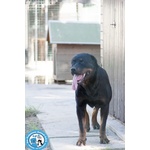 🐶 Rottweiler femmina di 9 anni e 11 mesi in adozione a Chioggia (VE) e in tutta Italia da associazione animali