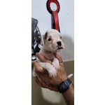 Cucciolo Boxer - Foto n. 3