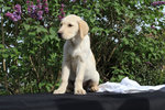 Vendo Cuccioli di Labrador Retriever - Foto n. 3