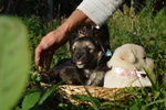 Cuccioli Cercano Famiglia - Foto n. 2