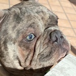 Thiago Bulldog Francese Merle' per Accoppiamento - Foto n. 3