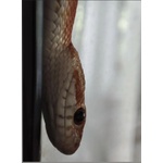Elaphe Guttata - Serpente del Grano con teca Completa - Foto n. 3