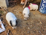🐶 Australian Cattle Dog di 1 anno e 5 mesi in vendita a Pescara (PE) e in tutta Italia da privato