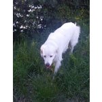 Non Voglio Finire in Canile! alex cane Maremmano Bianco - Foto n. 5