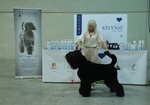 Cuccioli di Terrier nero Russo - Foto n. 4