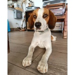 🐶 Beagle maschio di 3 anni e 4 mesi in accoppiamento a Fiumicino (RM) da privato