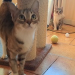 Gattine in Cerca di Adozione - Foto n. 2