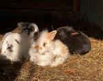Cuccioli Conigli nani Testa di Leone