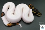 Serpenti in vendita a Catania (CT) e in tutta Italia da privato