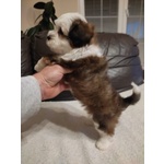 Cucciolo Maschio di 2 mesi di Razza Bichon Havanese - Foto n. 2