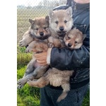 Cuccioli di lupo Cecoslovacco - Foto n. 1