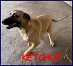Ketchup Cucciolone 8 mesi Ancora in Canile