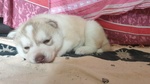 Cucciole di Siberian Husky - Foto n. 9