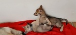 Cuccioli di cane lupo Cecoslovacco con Pedigree