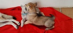 Cuccioli di cane lupo Cecoslovacco con Pedigree - Foto n. 2