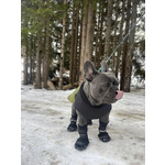 🐶 Bulldog Francese maschio di 2 anni e 7 mesi in accoppiamento a Fondi (LT) da privato