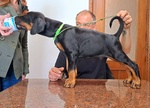 🐶 Dobermann maschio di 1 anno e 1 mese in vendita a Nettuno (RM) e in tutta Italia da privato