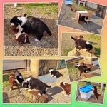 Cuccioli di Pastore Australiano con Pedigree - Foto n. 3