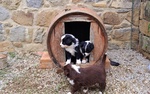 Cuccioli di Pastore Australiano con Pedigree - Foto n. 9