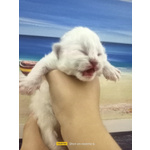 Cuccioli Gatto Siberiano - Foto n. 1