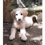 🐶 Labrador maschio di 1 anno e 1 mese in adozione a Salerno (SA) da privato