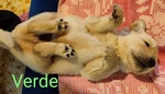 Cuccioli Golden Retriever Linea Inglese Pedigree Enci - Foto n. 5