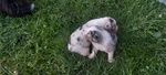 Cuccioli di Pastore Astraliano con Pedigree - Foto n. 5