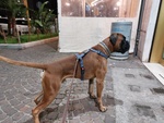 🐶 Boxer maschio di 2 anni e 8 mesi in accoppiamento a Napoli (NA) da privato