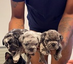 🐶 Bulldog Francese maschio di 10 mesi in vendita a Fermo (FM) da privato