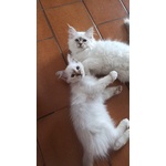Gattini con Pedigree - Foto n. 3