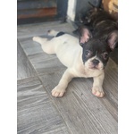 🐶 Bulldog Francese di 11 mesi in vendita a Catania (CT) da privato