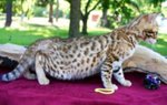 Gattini Bengala Disponibili - Foto n. 2