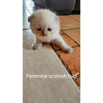 Cuccioli Scottish Fold/straigth - Foto n. 4