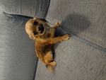 🐶 Chihuahua di 1 anno e 2 mesi in adozione a Rovigo (RO) e in tutta Italia da privato
