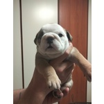 🐶 Bulldog Inglese di 9 mesi in vendita a Chiari (BS) da privato