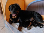 🐶 Rottweiler di 10 mesi in vendita a San Maurizio Canavese (TO) e in tutta Italia da privato