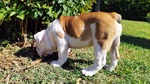 Disponibile Cucciolo di Bulldog Inglese - Foto n. 4
