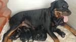 🐶 Rottweiler di 8 mesi in vendita a Alessandria (AL) da privato