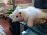 Gattina Bianca persiana