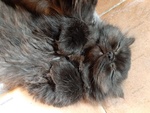 Gattino nero Persiano - Foto n. 2